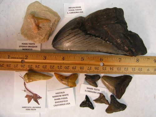 Fossil teeth 24in - 9, 5.24in