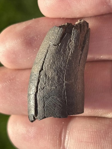 Smilodon fatalis canine tooth - smilodon,