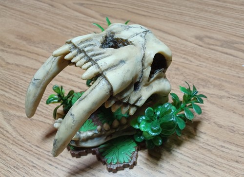 Saber tooth tiger skull - saber,