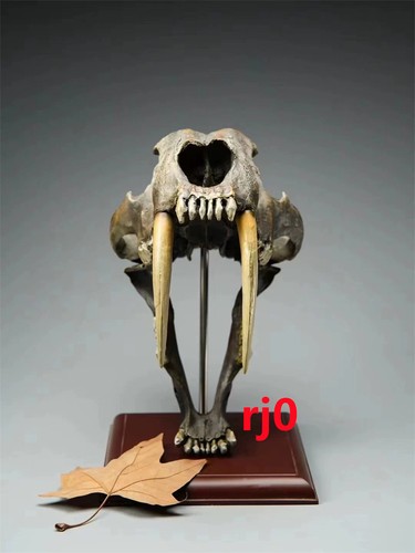 Smilodon saber tooth - 1:1,