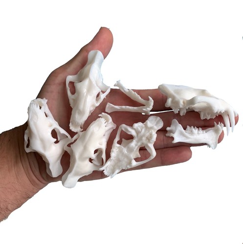 Pack hoplophoneus primaevus - pack,