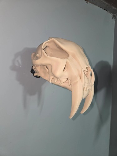 Saber tooth tiger bone color - tooth,