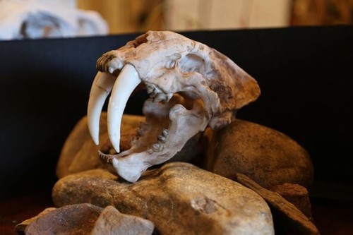 Life size saber toothed - life-size, tiger