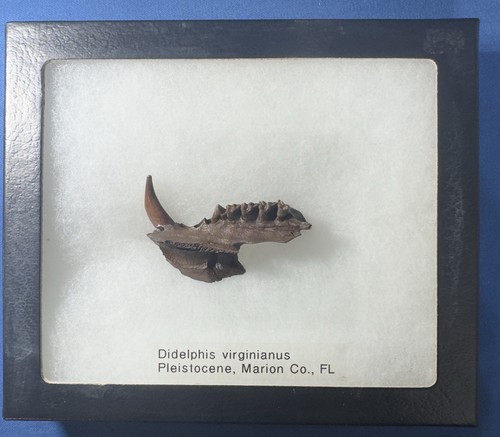 Modified fossil oddity - fossil,