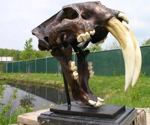 Bronze saber tooth - bronze,