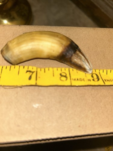Huge ice age fossil fang - huge,