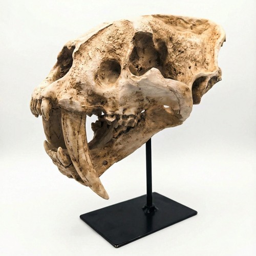 Saber tooth cat skull - saber,