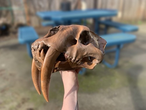 Life size saber tooth - size, tiger