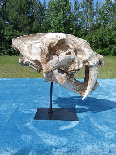 Saber tooth tiger skull - tiger, 🐅