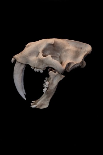 Smilodon fatalis skull replica - smilodon,