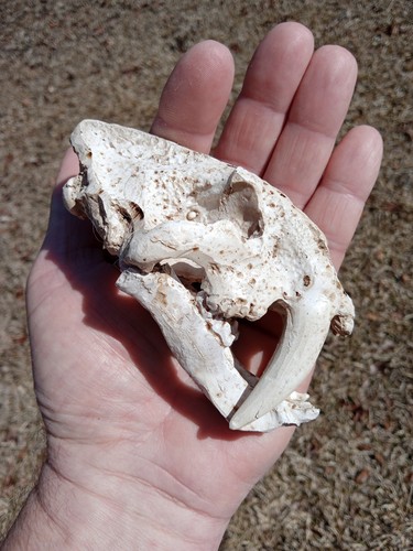 Small saber tooth tiger - tiger, 🐅