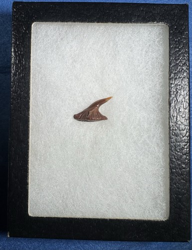 Enchodus fossil fish fang - fossil,