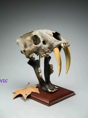 Smilodon saber tooth - saber-tooth, tiger