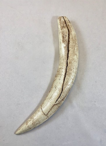 Sabertooth tiger fossil tooth - sabertooth,