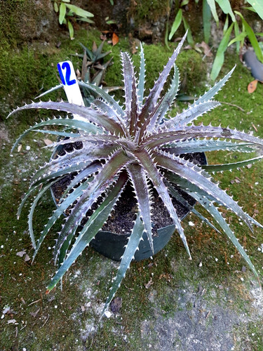 Dyckia saber tooth - saber,