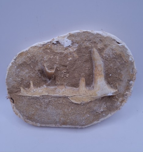 Authentic enchodus jaw fossil - jaw,
