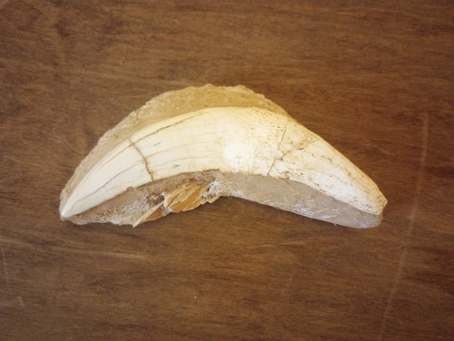 Genuine natural saber tooth - genuine,